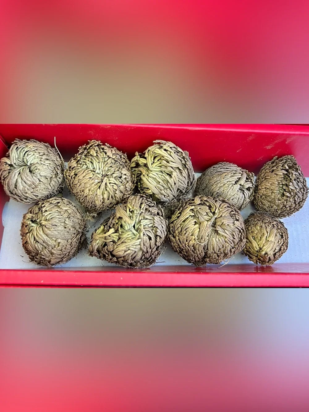 Rose of Jericho Resurrection Plant - Selaginella Lepidophylla Dried Fern Sz 2–3